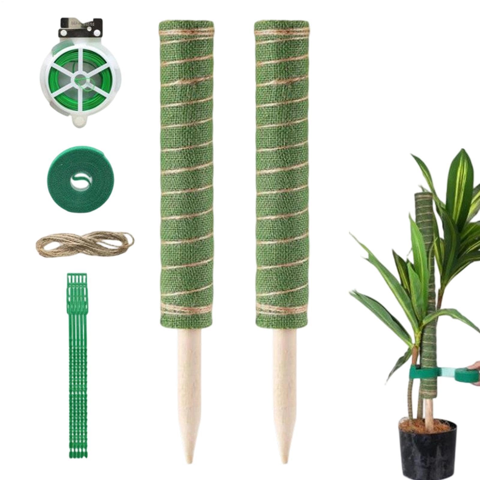 Philodendron d'Intérieur Vigoureux : Tuteur Mousse et Liens de Jardin