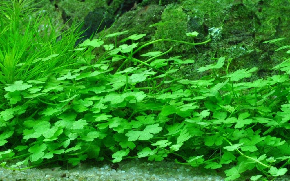 Tropica Zestaw maxi dla początkujących, 10 doniczek, zestaw roślin akwariowych, nr 36, rośliny wodne, akwarium