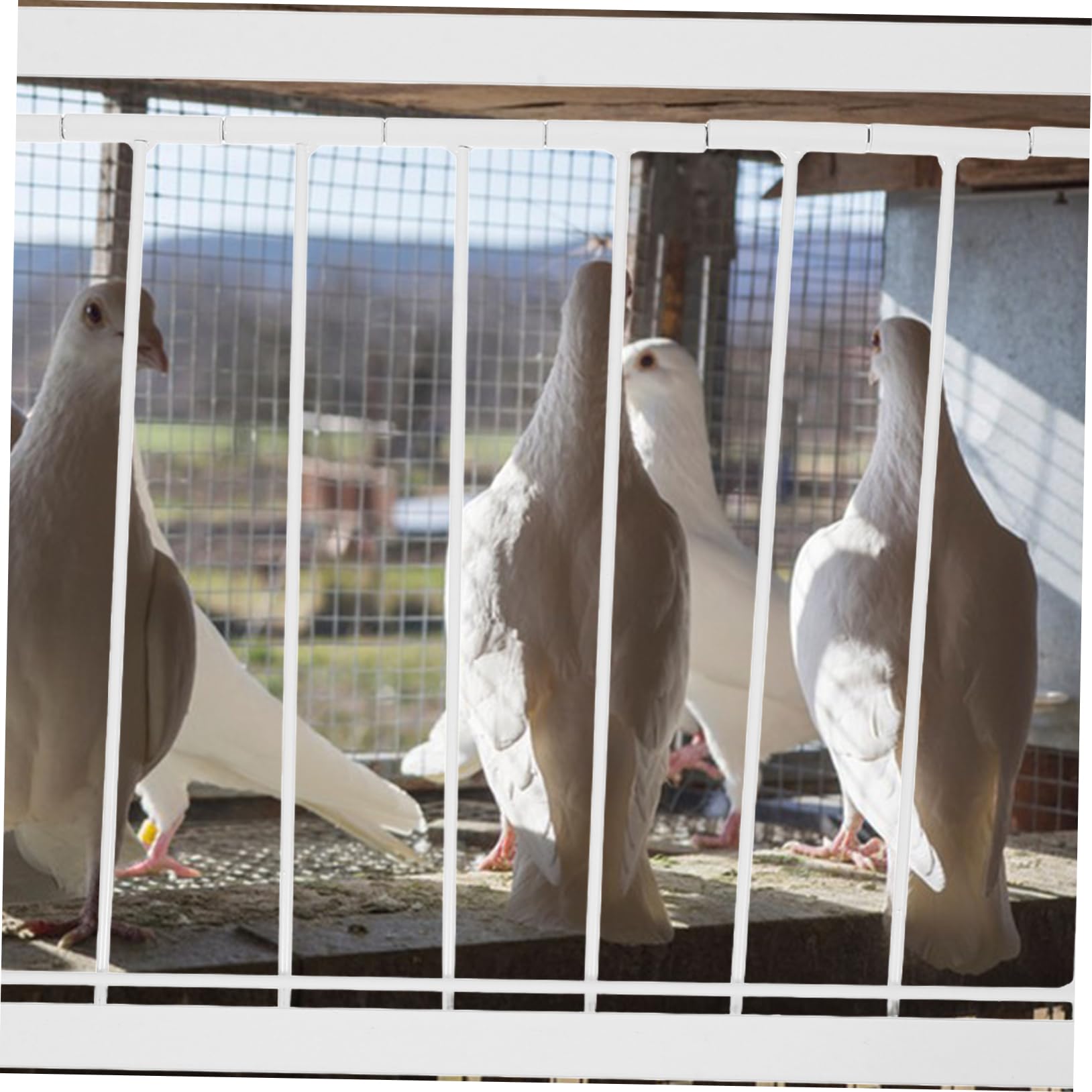 鳩ページ10/3まで Amazon | KITANDOVE 1個 鳩小屋の扉 ハトの一方通行のドア