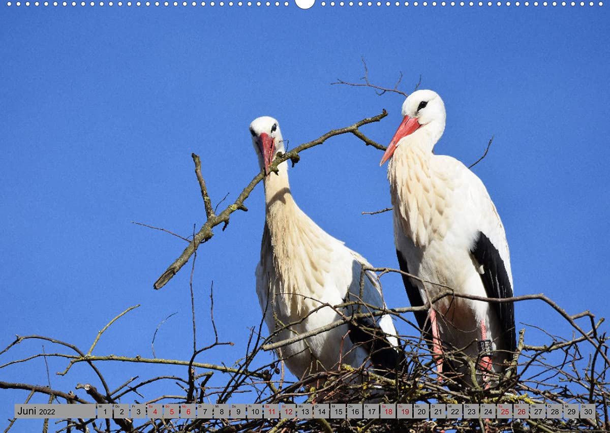 Zu Gast bei Familie Storch (Wandkalender 2022 DIN A2 quer): Störche ... gern gesehene Gäste in Deutschland (Monatskalender, 14 Seiten ) (CALVENDO Tiere)