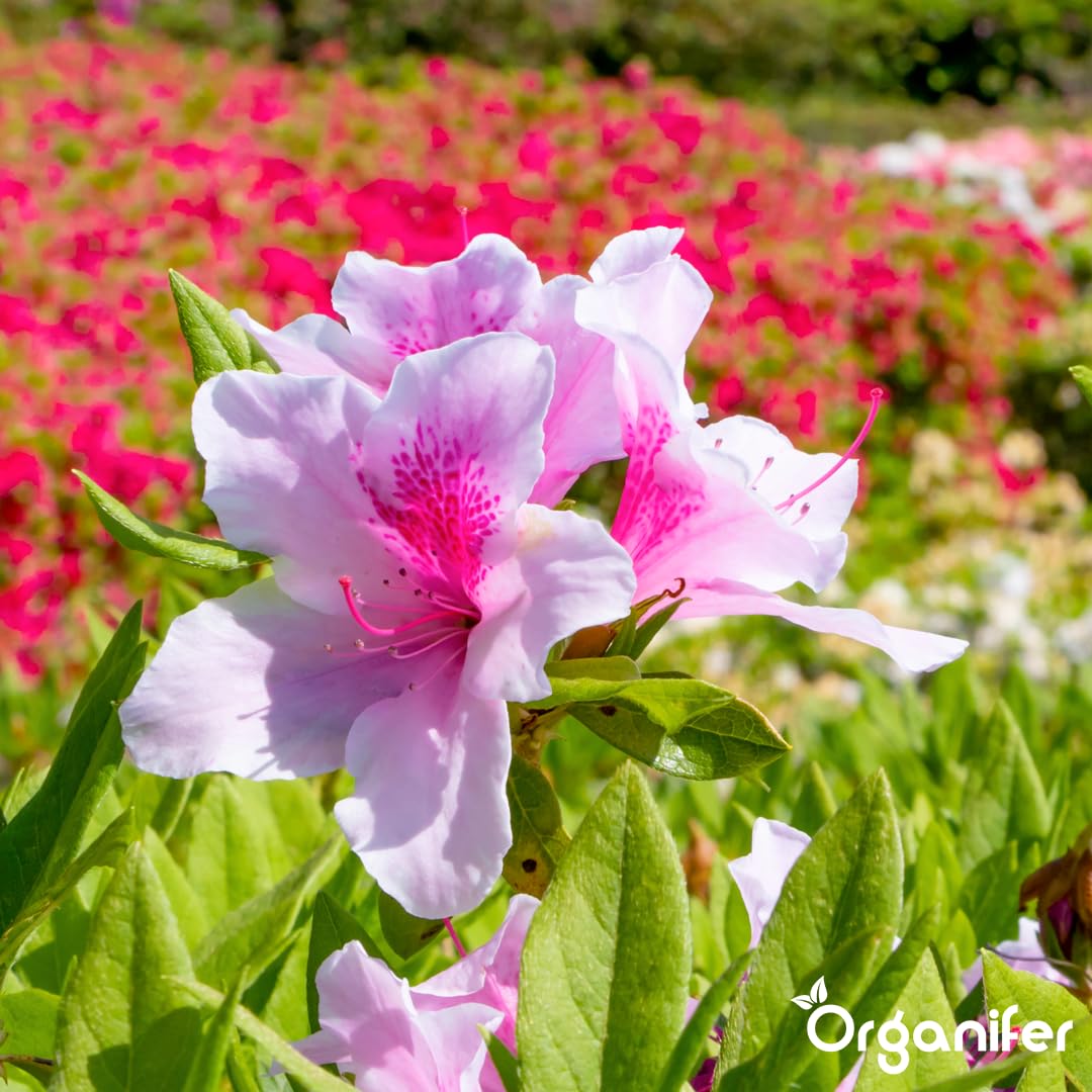 Fertilizante Líquido Para Azalea - 10L - NPK 3-4-3 | Fertilizante Para Floración Abundante Y Hojas Sanas - Favorece Vitalidad Y Raíces Fuertes - Organifer