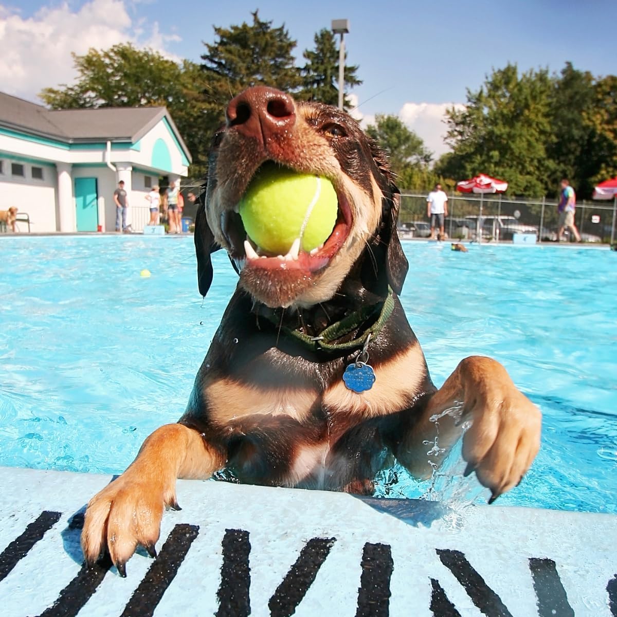 Big Game Hunters Indestructible Dog Ball 6-Pack, Interactive Dog Tennis Balls, Multi-Colour Puppy Teething Toy - Image 4
