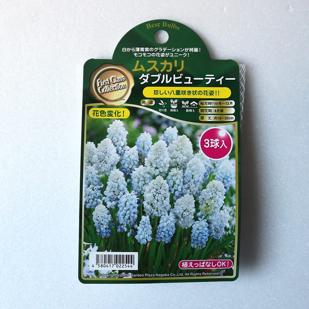 Amazon.co.jp: ムスカリ ダブルビューティー 3球【品種で選べる花球根