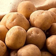 北海道産 訳あり じゃがいも 10kg (品種お任せ・サイズはMサイズ以上) ジャガイモ 馬鈴薯 野菜 秋野菜 ご家庭用 北海道 グルメ お取り寄せ