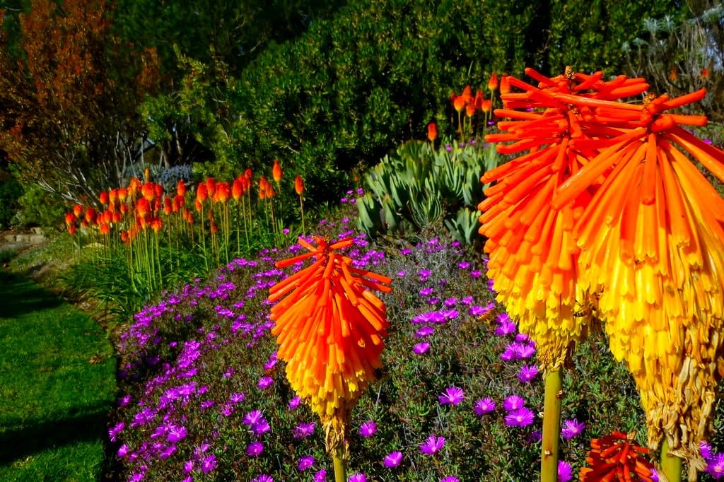 Amazon.com : Seeds Kniphofia Red Hot Poker 80 Seeds Torch Lily