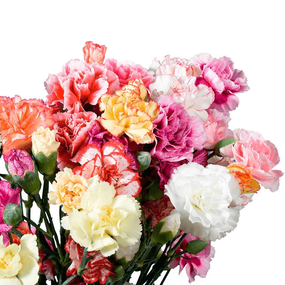 Amazon.com : GlobalRose 100 Novelty Carnation Flowers