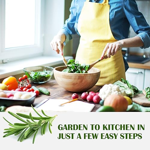 Miniatura 5 de Kit de 10 unidades sin OMG que crecen en tomillo, lavanda, manzanilla, eneldo, cebollino, cilantro, romero, albahaca, perejil, salvia para