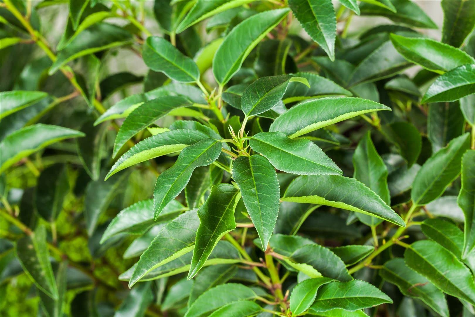 Prunus lusitanica 175-200 cm - Portugiesischer Kirschlorbeer, immergrn,  ideal als Hecke, pflegeleicht, winterhart : Amazon.de: Garten