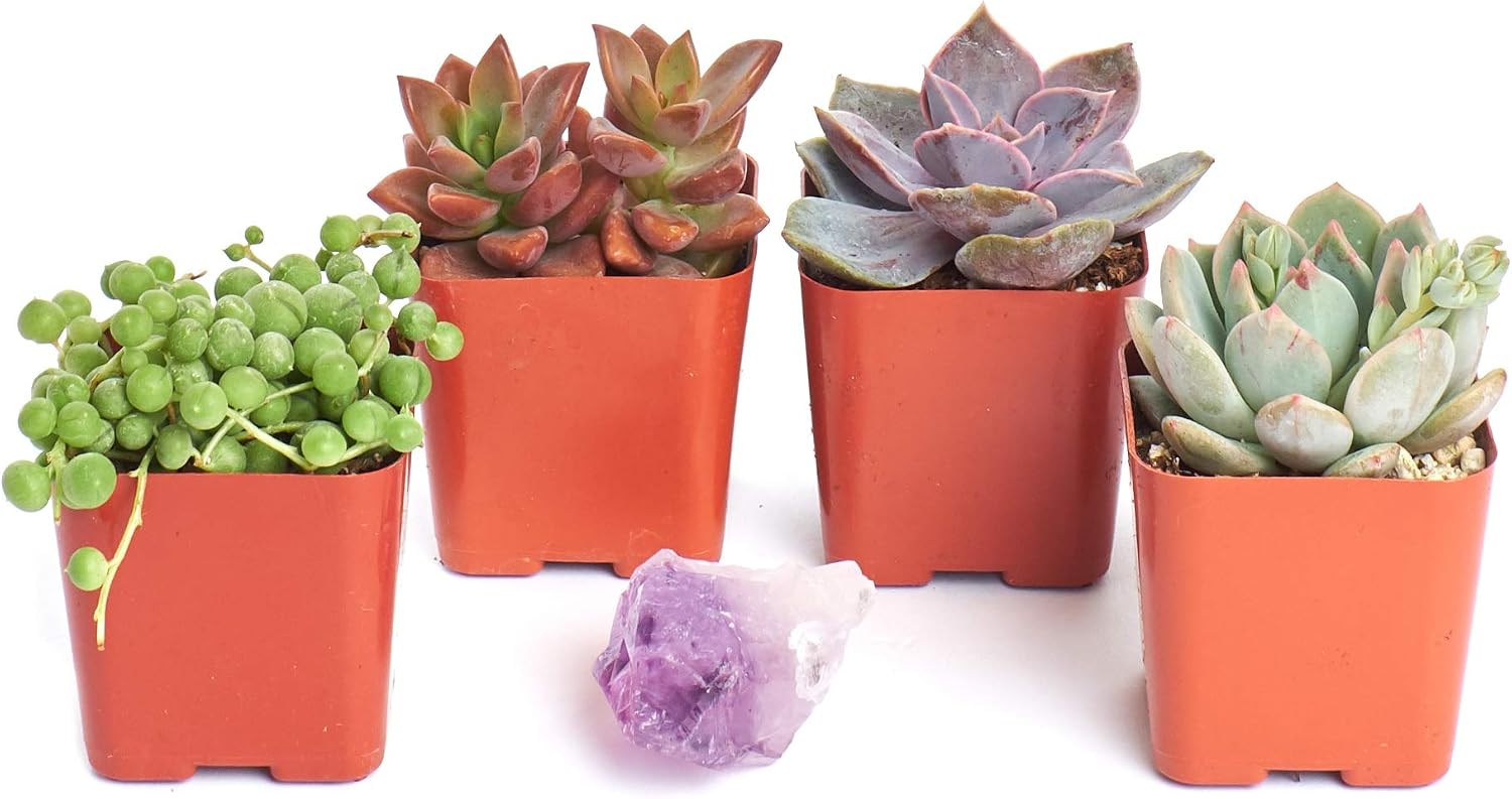 Shop Succulents | Good Juju Collection of Live Succulent Plants with Free Gift Crystal, Hand Selected Variety Pack of Mini Succulents | Collection of 4