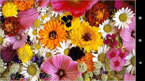 1045 Flowers Wallpapers