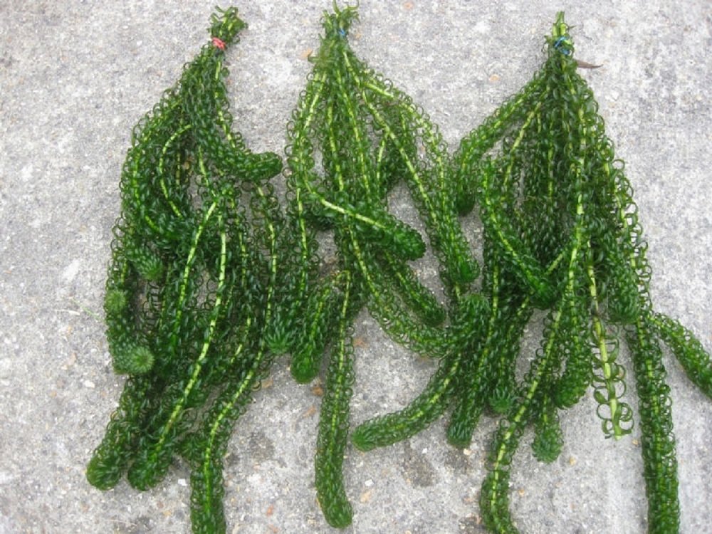 10 Bunches of Elodea Densa Oxygenating Pond Plant (Weighted)