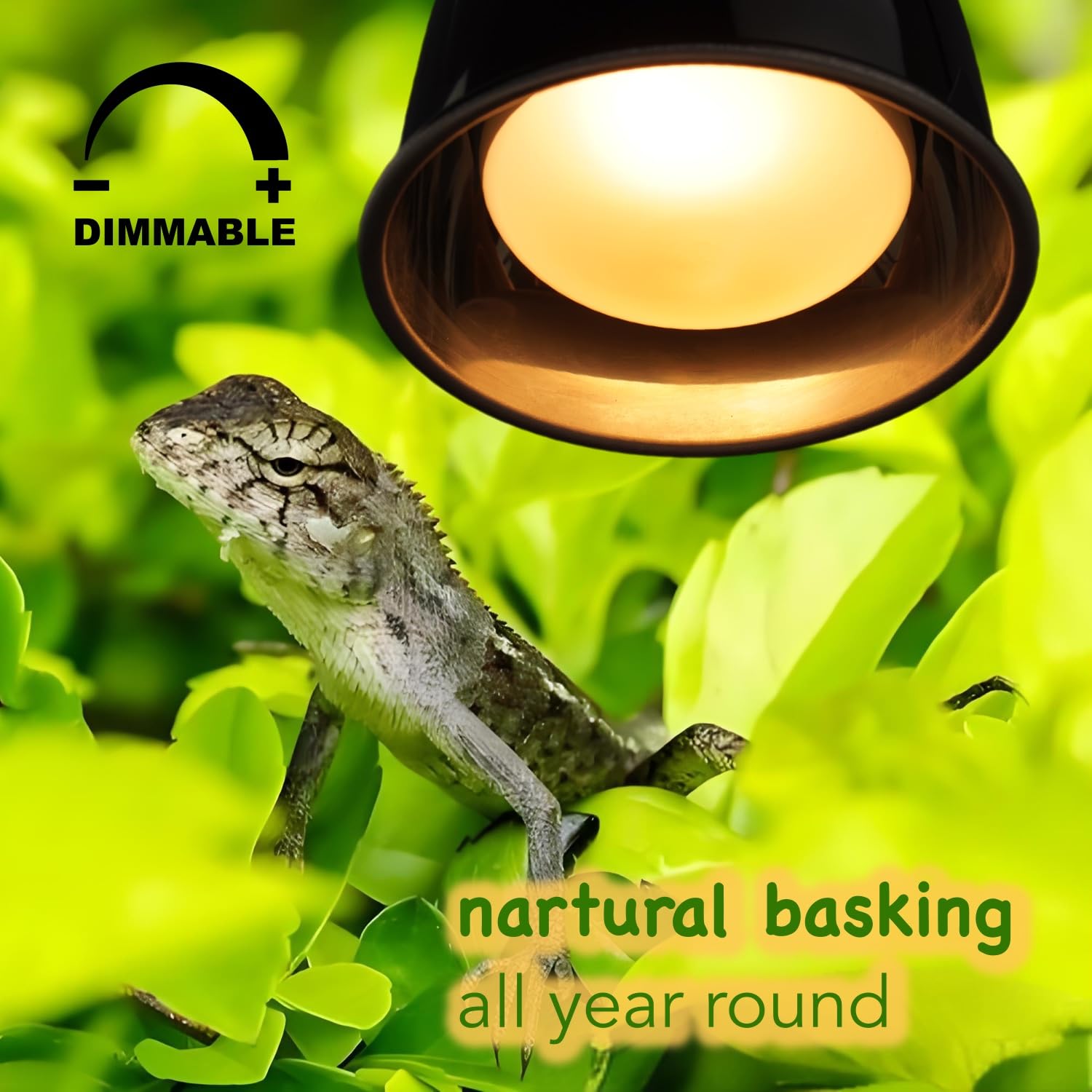 ReptiKing 100W Reptile Heat Lamp Bulbs, 2 Value Pack, Daylight Basking Spot, 2025 G3, Bearded Dragon/Turtle/Lizard/Snake Heating Bulb, UVA Heat Lamp, Basking Light for Reptiles - image 4