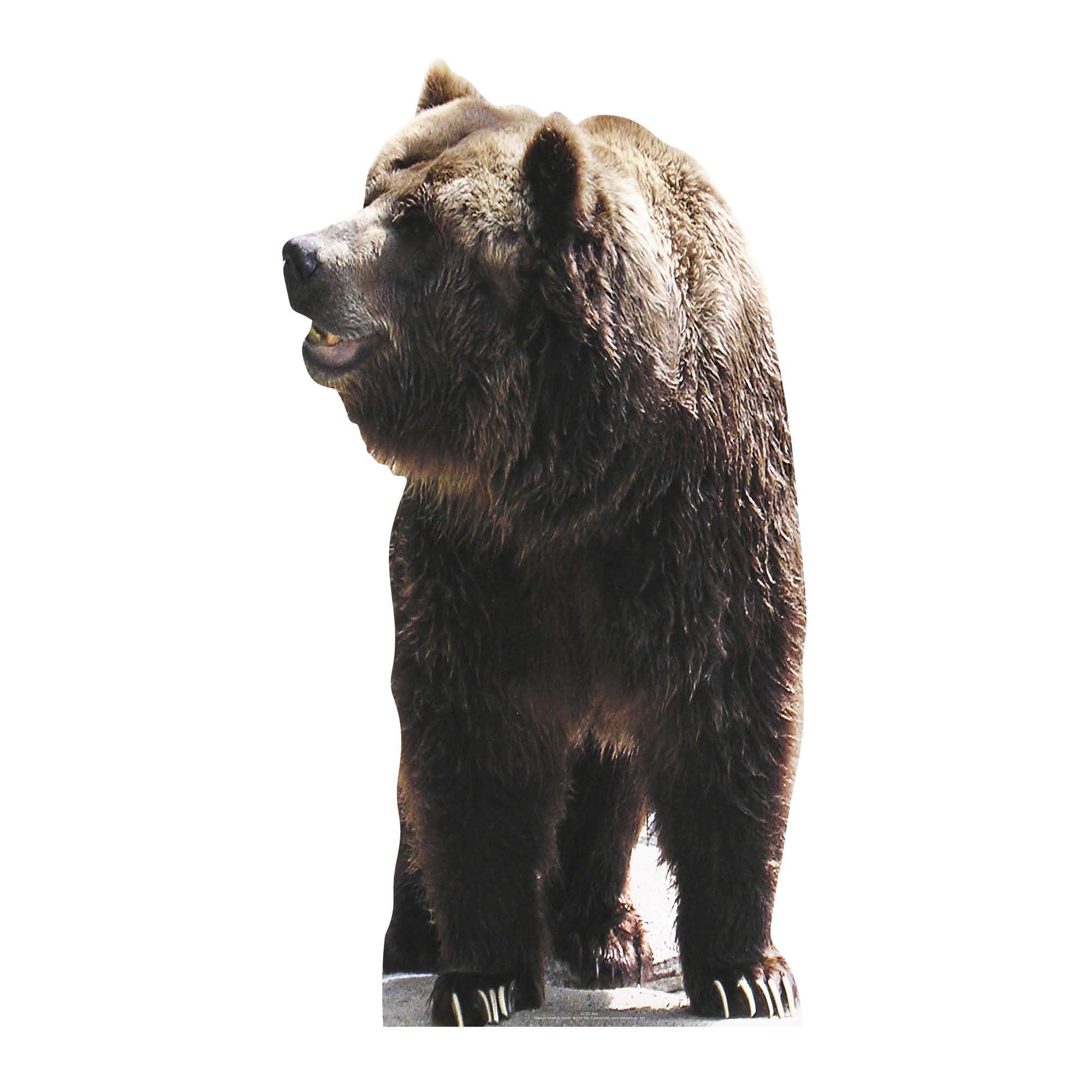 Star Cutouts Bear Cut Out Of