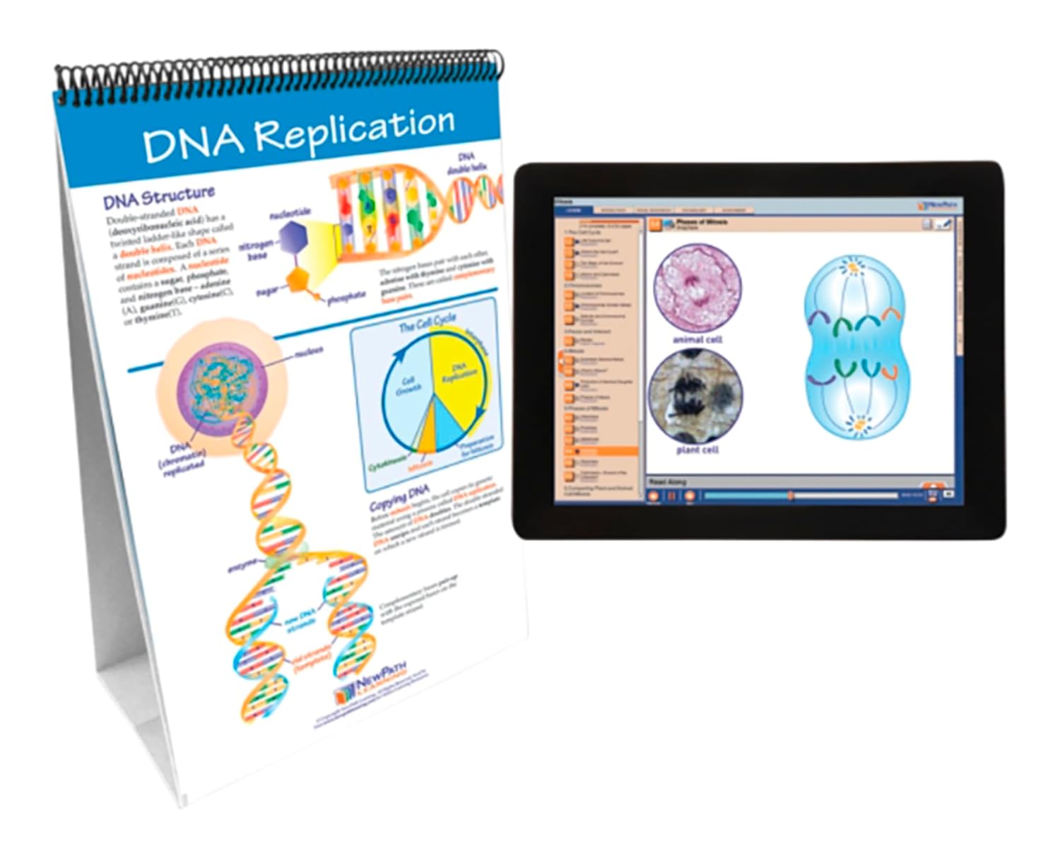 Newpath Mitosis Flip Chart and Online Multimedia Lesson, Grades 6 through 10