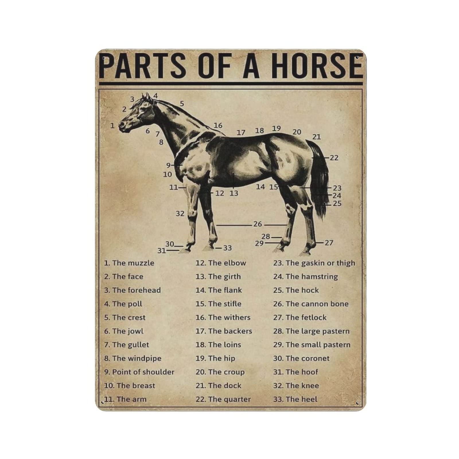 AOOEDM Parts of A Horse Knowledge Metal Tin Signs for Man Cave Funny Art Wall Plaque Kitchen Bar Sign Coffee Shop Garage Wall Decor Hanging Decor
