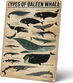 Homely Accents Types Of Baleen Whale Metal Tin Sign, Educational Vintage Wall Art Decor Poster for Home, Cafe, Classroom Gift for Whale Lovers Biologists 8x12 Inches