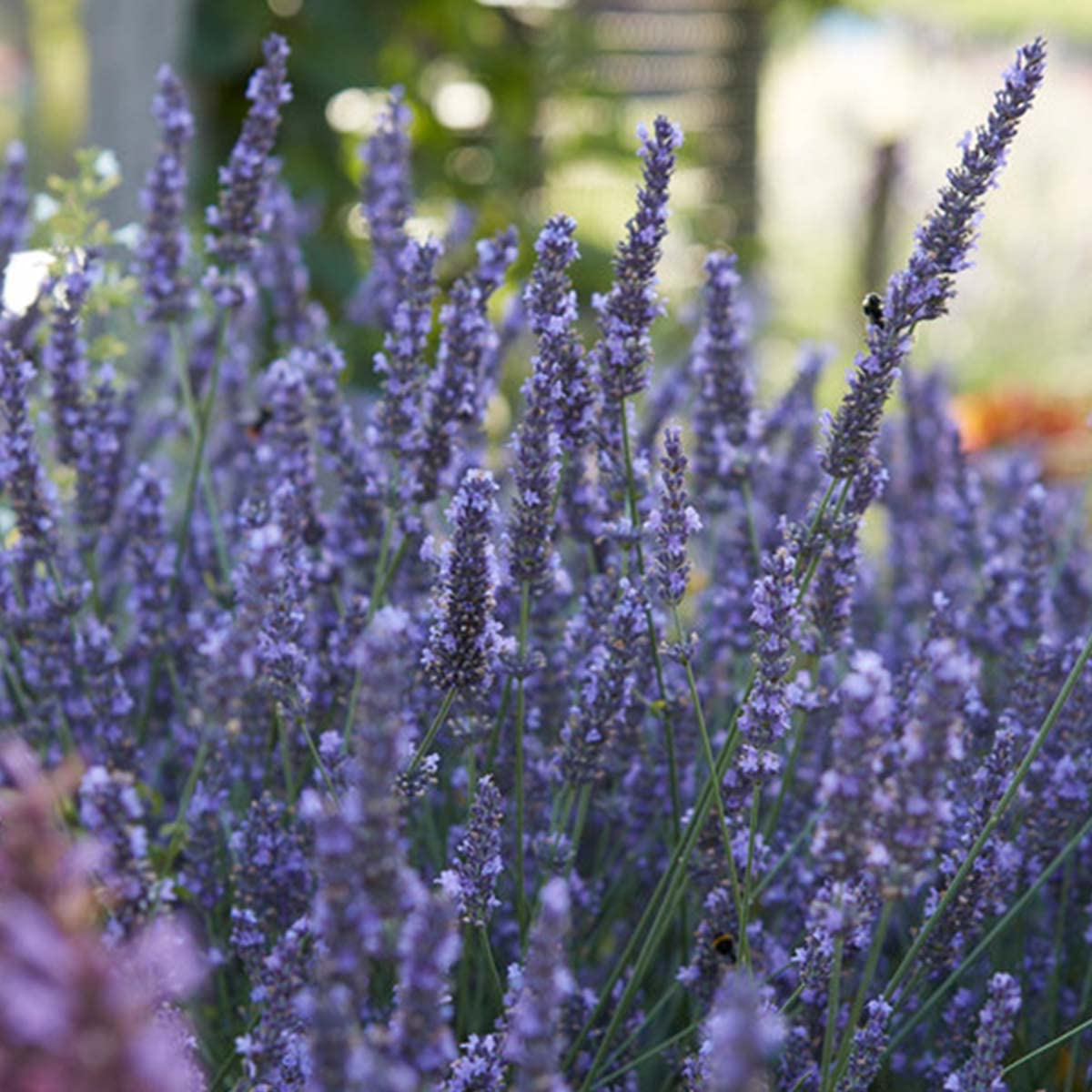 Bloomique - Set de 18 - Lavandula angustifolia - Planta de lavanda - Plantas de jardín - Resistente al frío - Altura 15-20 cm - Cepellón 7 cm