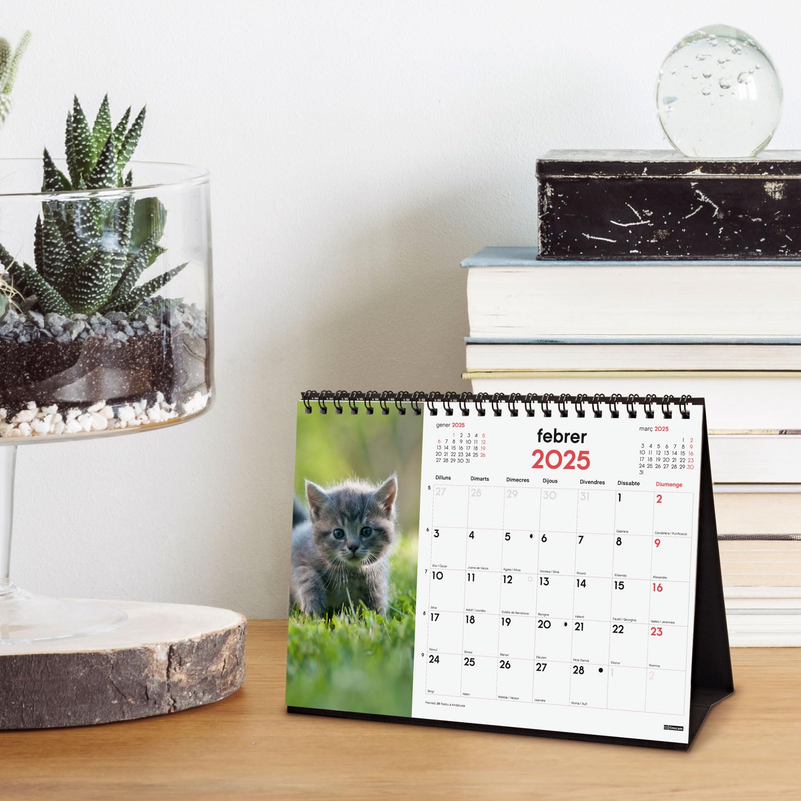 Finocam 2025 Desktop Calendar - Catalan Kittens Theme With Monthly View & Spiral Binding