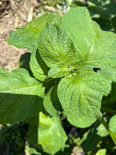 Miniatura 2 de Managu Kikuyu African Black Nightshade - Semillas prémium para plantar en paquete