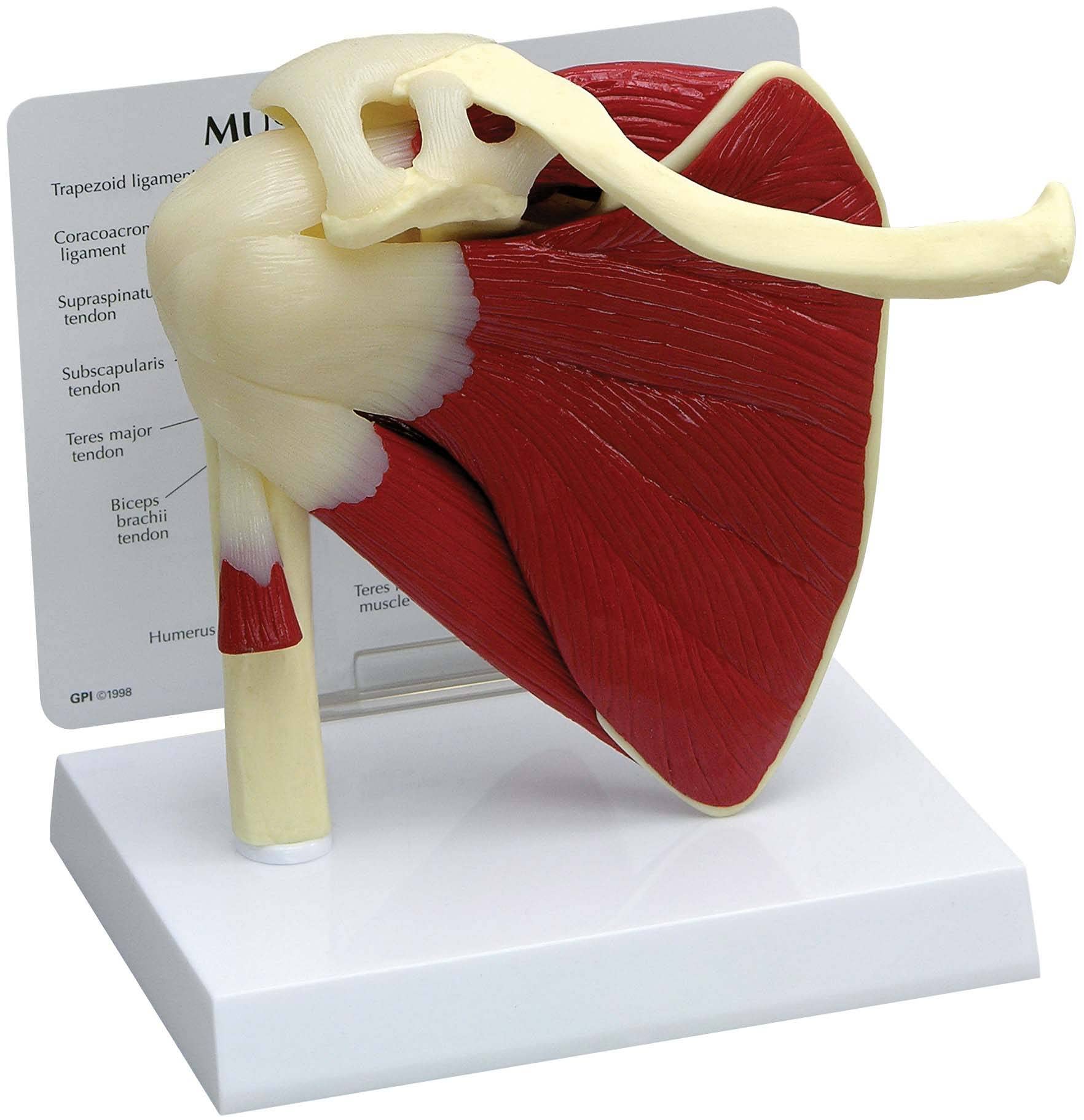 KKI Life Like Adult Human Shoulder Joint Anatomical Model with Muscle and Highly Detailed Muscular Bone Anatomy with Key Card | Perfect Replica for Medical Students, Doctors and Professional Training (B0C72R8FTG) Amazon Price History, Amazon Price Tracker