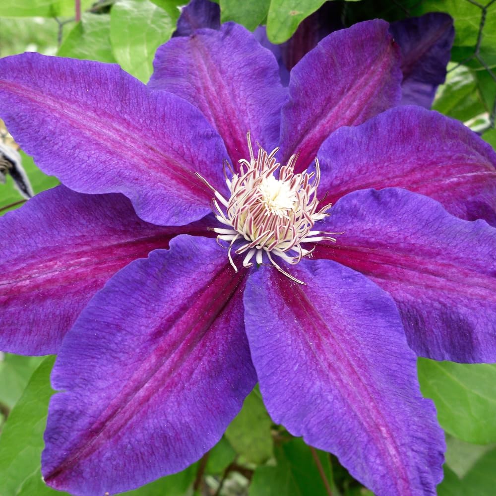 HILROQG Dark Red Purple Clematis