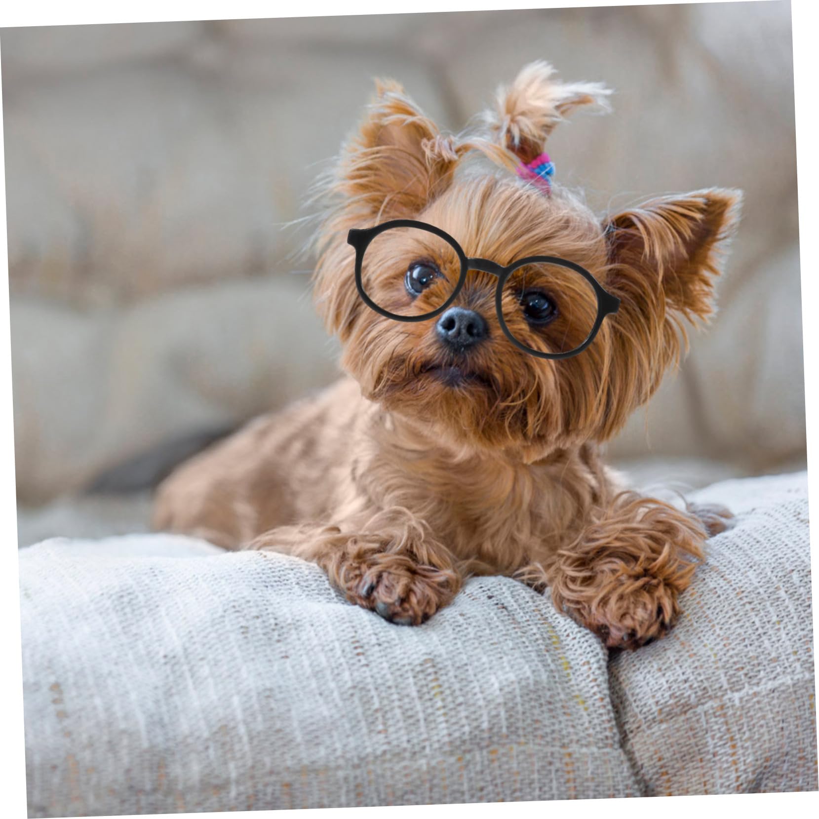 TOGEVAL Dog Glasses Small Cat Glasses Puppy Pet Decorative Sunglasses for Small Animals