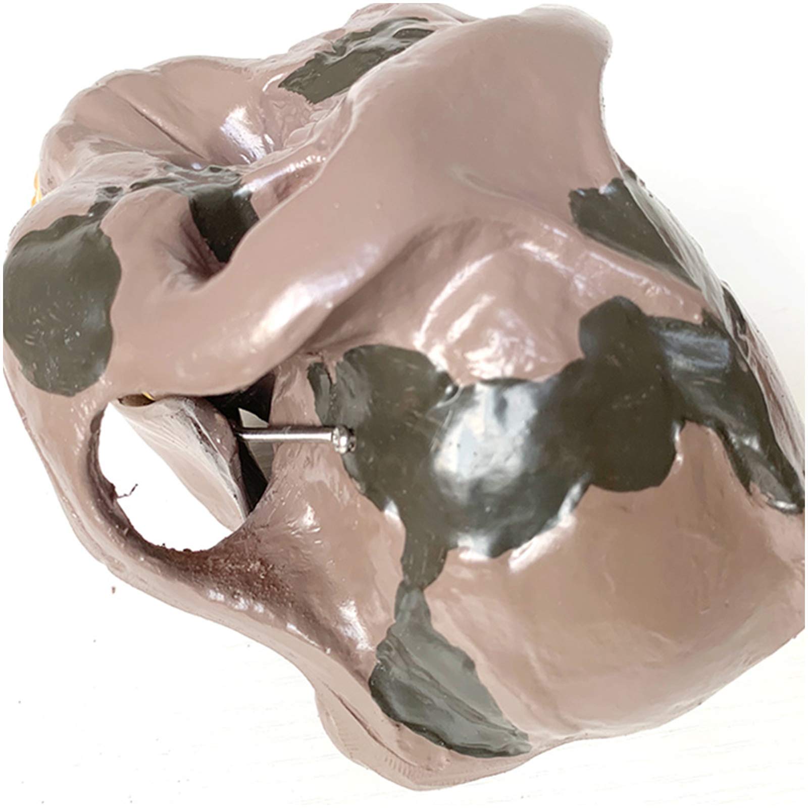 1:1 Replika Modelu Szkieletu Ludzkiej Czaszki - Replika Czaszki Orduryjskiej - Materiał Pvc Model Głowy Ludzkiej Czaszki - Do Demonstracji Nauczania Nauk Ścisłych, Kolekc