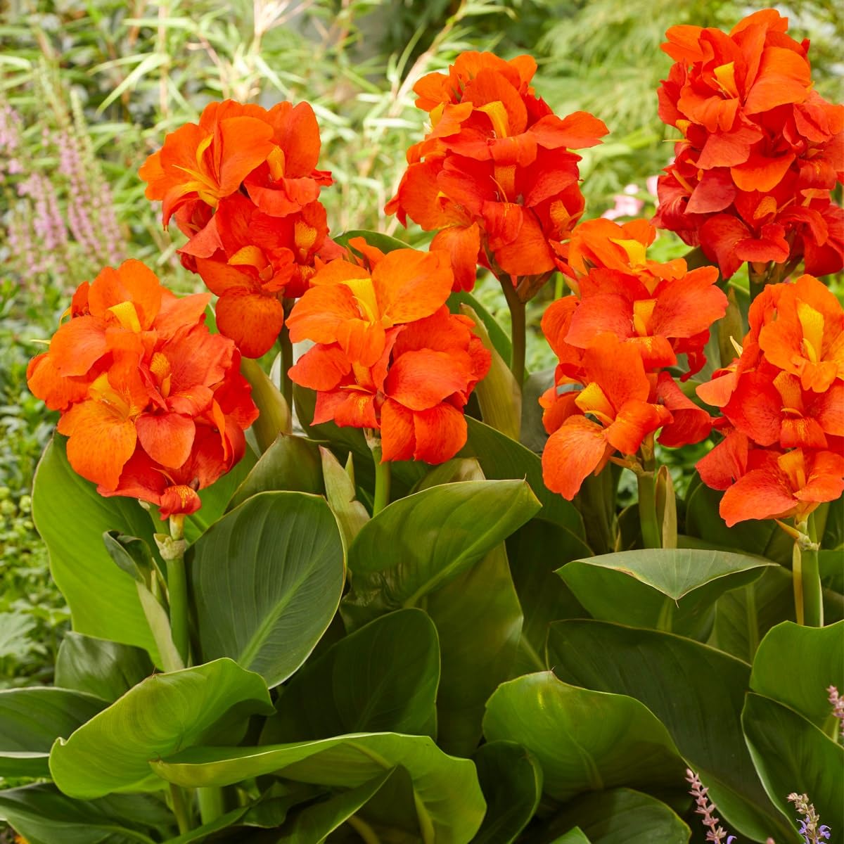 Udanta Canna Lily Bulbs For All Season Orange 1pc Orange-image-19