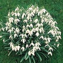 Snowdrops Bulbs,(in The Green) - 50, 100, 250, 500 or 1000 Bulbs - Free P&P (100)