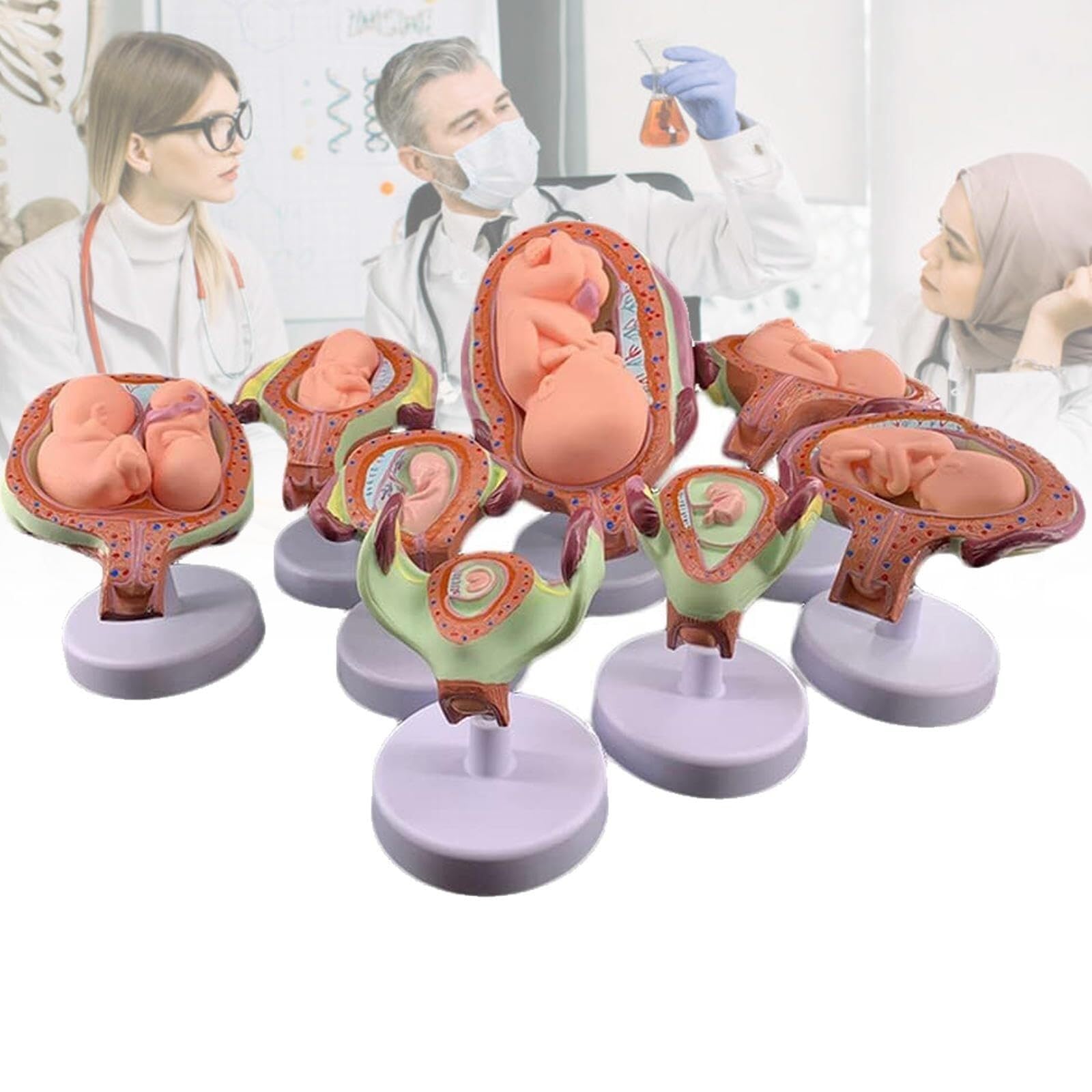 HEQIM Fetal Development Model, 8-Piece Pregnancy Model, Human Embryo/Fetus Developing in Utero, with Removable Parts, for Teaching, Training, Research and Practice