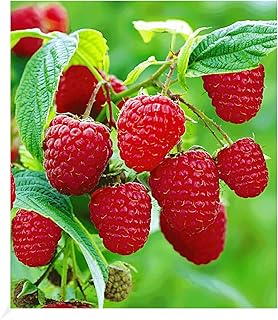 BALDUR Garten Rote Himbeeren TwoTimer® Sugana®, 3 Himbeerpflanzen, Rubus idaeus, winterhart, pflegeleicht, Wasserbedarf gering, reiche Ernte an essbaren Früchten, robuste Pflanze product image