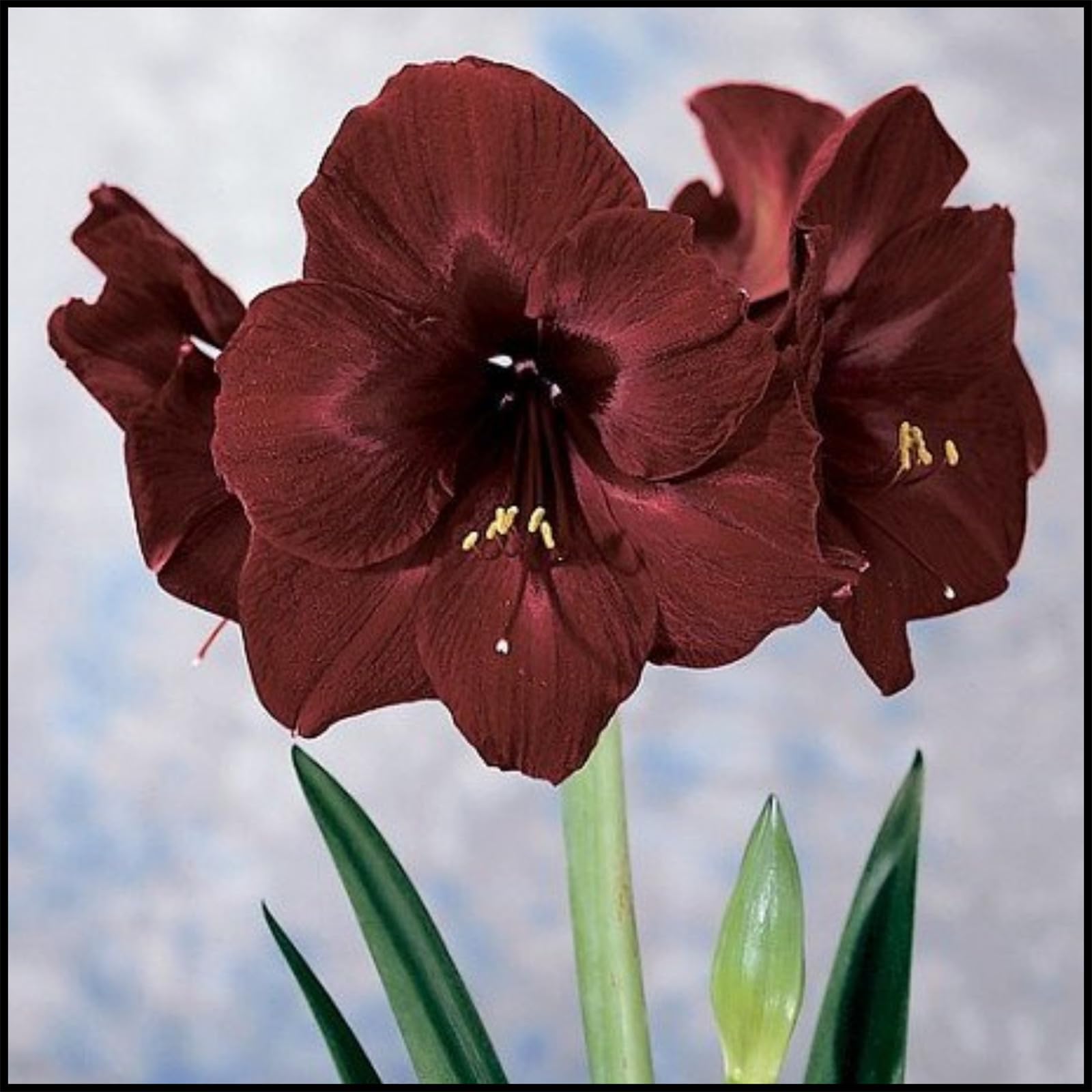 Amaryllis Bulb hippeastrum Bulbs,Amaryllis Belladonna,Strong Plants That Grow Well/Mix Golden Jade Carving Feels Perfec-1bulbs-C
