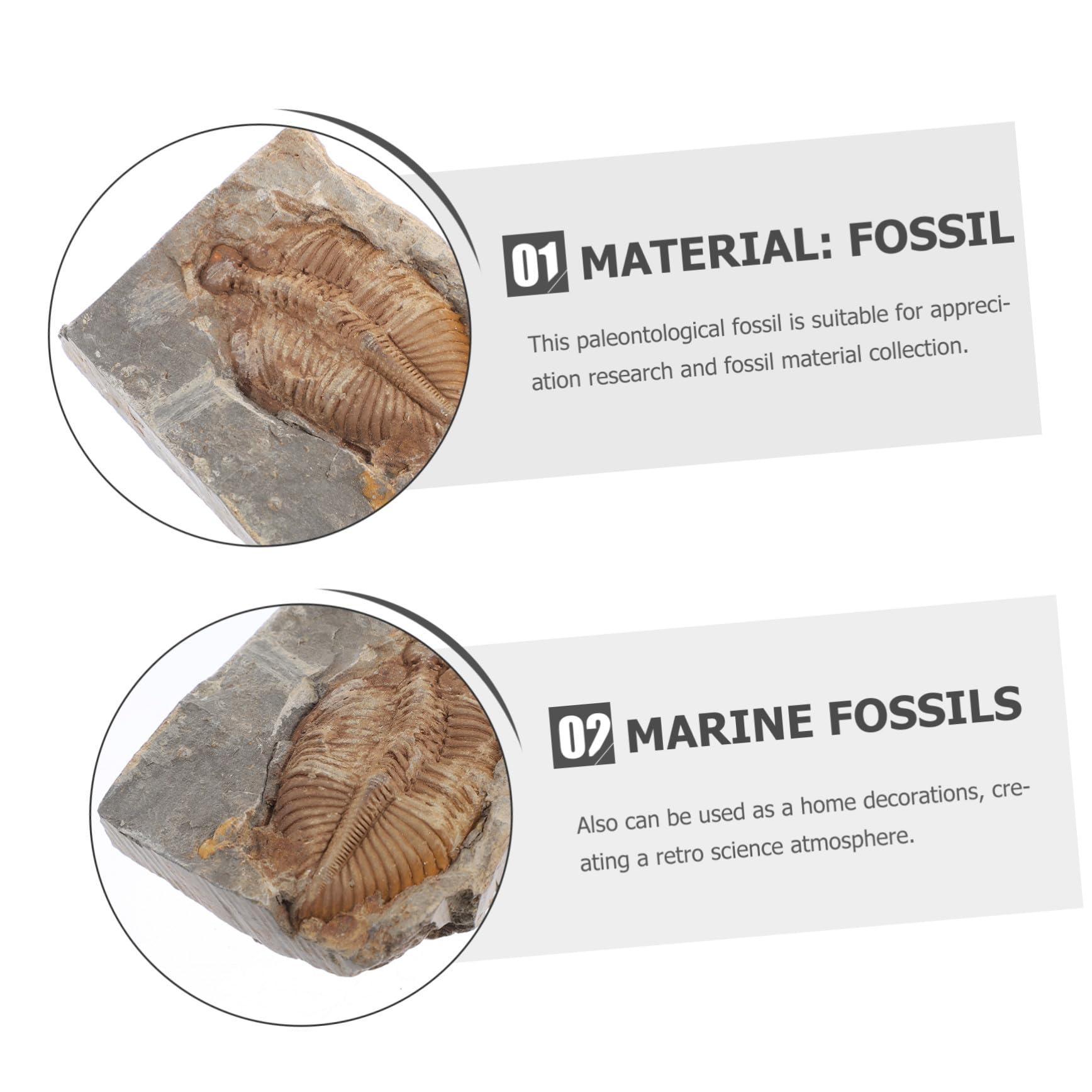 Fossile Trilobite Autentico Specimen di Paleontologia per Ragazzo Ragazza e Adolescenti, Giocattolo Educativo e Decorazione da Scrivania per Ufficio o Dormitorio