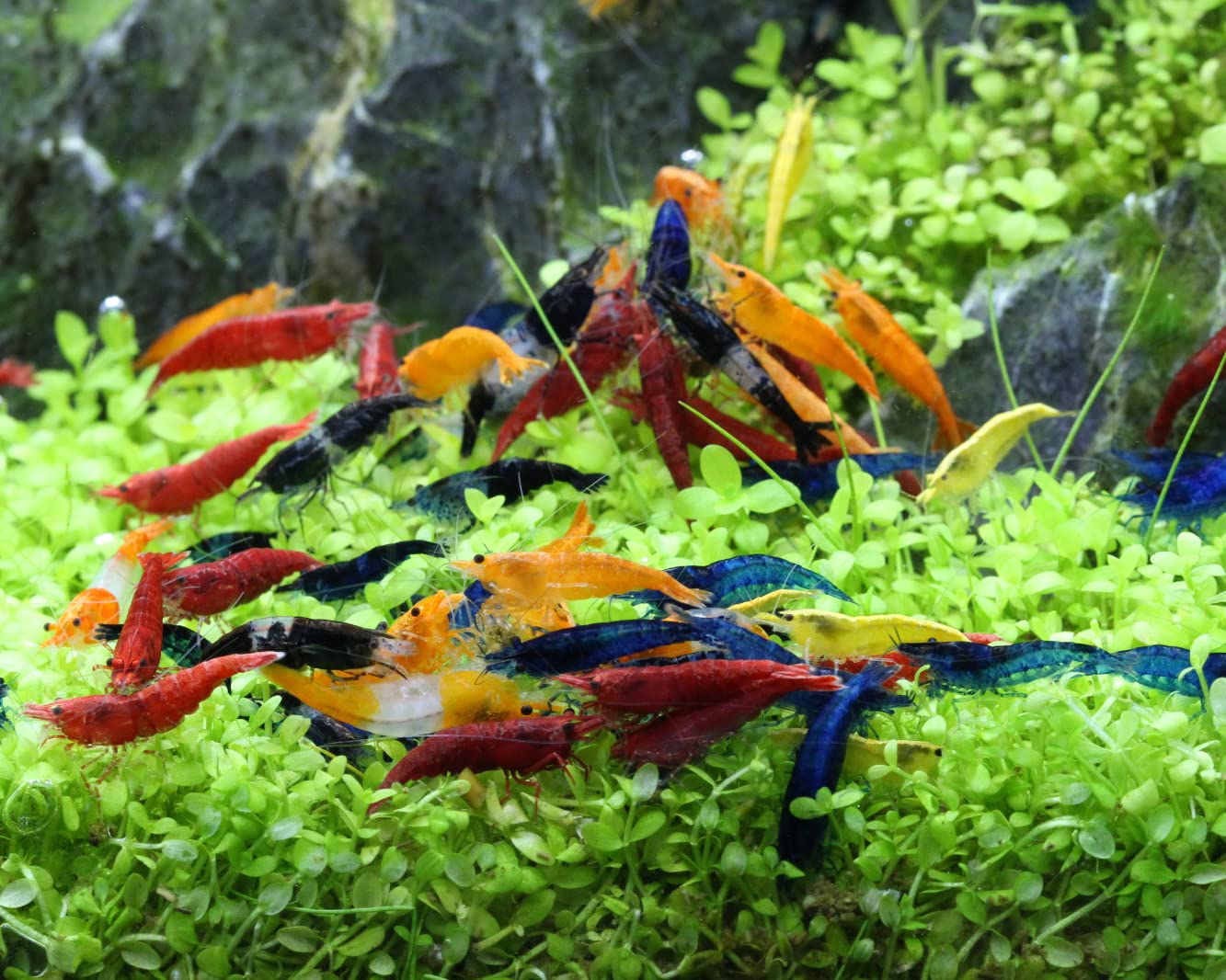 NatureHolic Rainbow Garnelenmix | Garnelen fürs Aquarium | 20x Neo Regenbogen Garnelenmix + 12x Seemandelbaum Blätter | Ideal für Einsteiger - hübsche Mischung aus bunten Garnelen