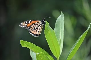 Hundredfold Showy Milkweed 30 Seeds - Asclepias speciosa Native Wild Flower Milk Weed, Food Source for Monarch Caterpillar and Butterfly