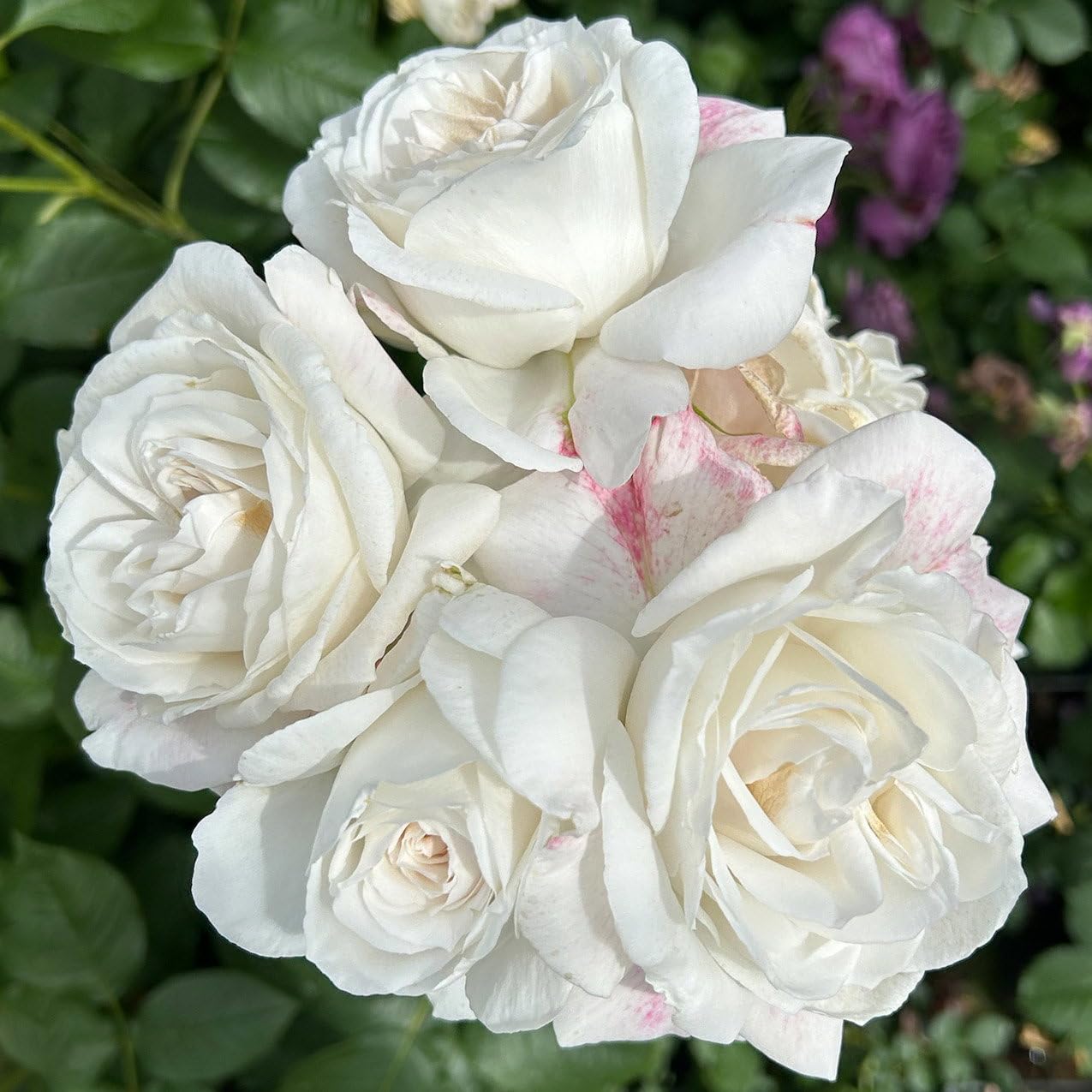 Duftende Beetrose 'Die Rose Ihrer Majestät'® (Beainesza), reinweiß, Topf 5 Liter