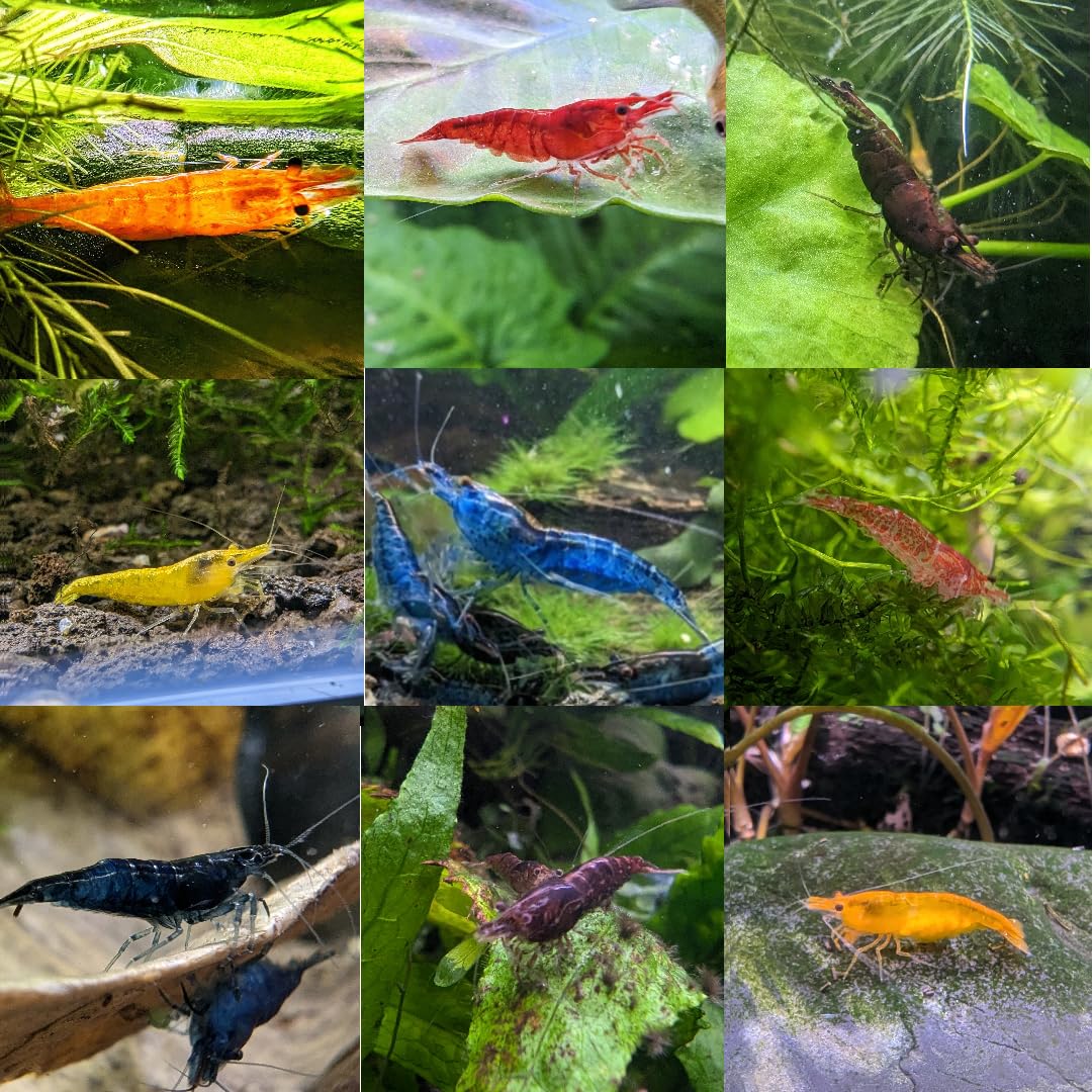 10 Mixed Skittle Shrimp neocaridina Red, Yellow, Orange, Black, Chocolate, Blue, Cherry Shrimp skittlez Mix