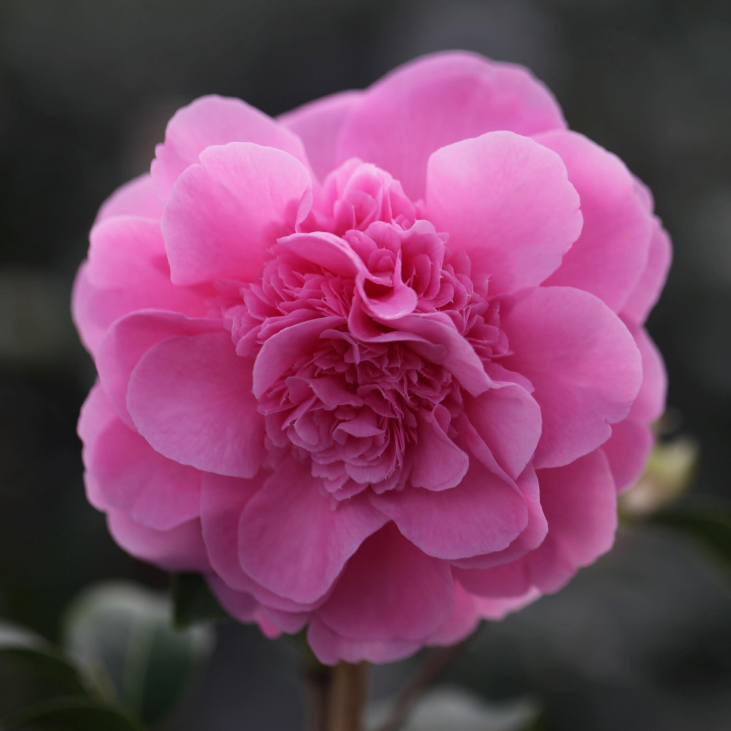 Plant Theory Debbie Camellia x Williamsii Shrub Plant 2L Pot