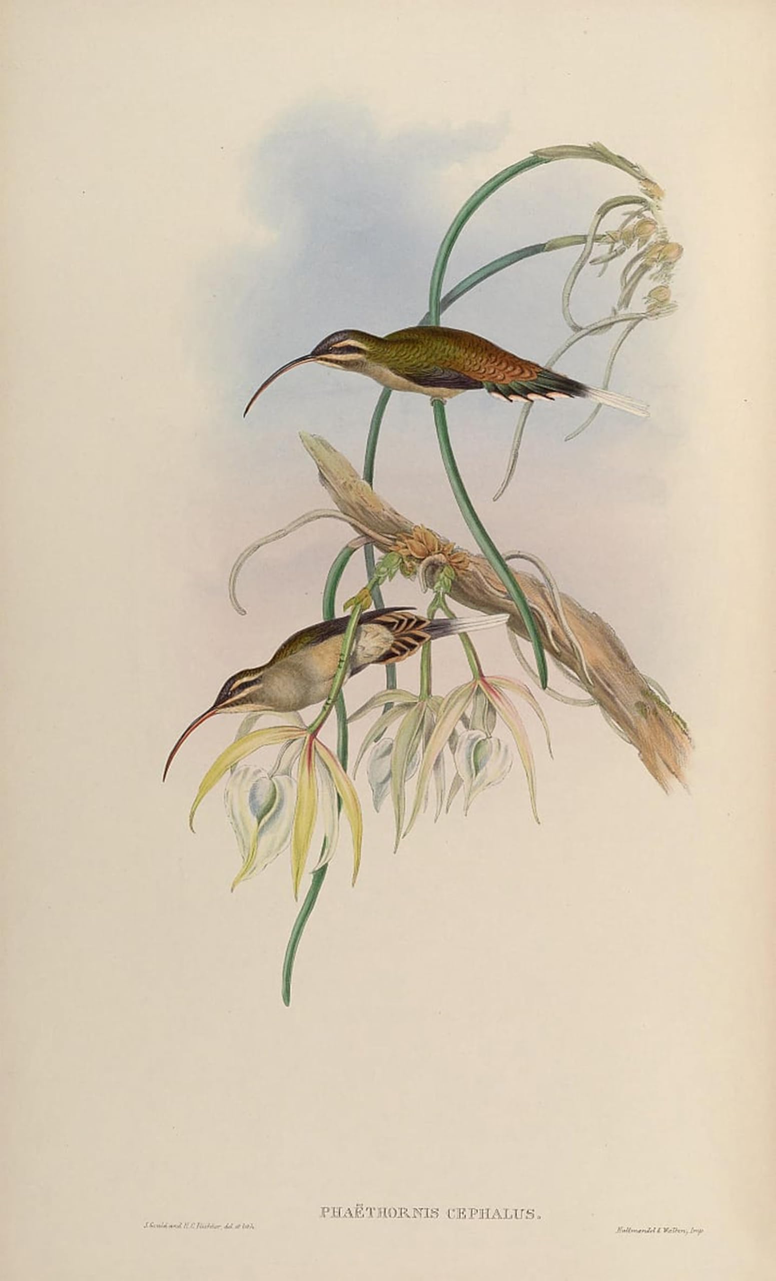 SERENDIPITP Vintage Wall Art Canvas Nordic Poster Canvas Print Picture Animal Bird Phaethorn's Head Phaethornis Longirostris Longirostris by John Gould Wall Art Poster for Home Decor 60x90cm