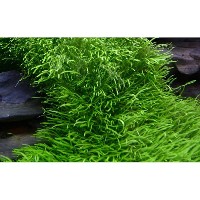Foto 3 de 5 de Tropica Utricularia graminifolia Live Aquarium Plant - In Vitro Tissue Culture 1-2-Grow! by Tropica