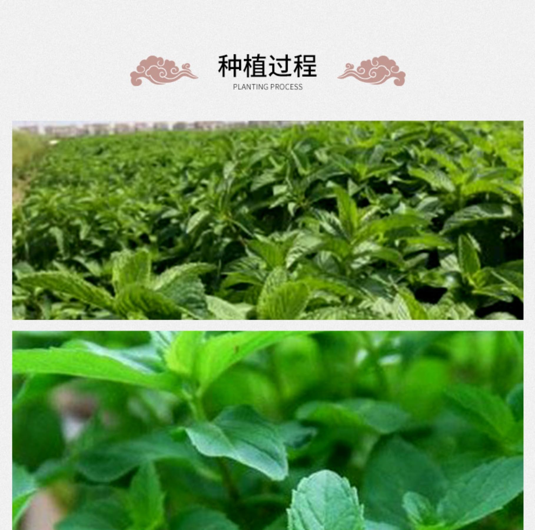 Feuilles de menthe poivrée naturelles 500g / 17,63 Feuille de Menthe Séchée Saine, Tisane - Relaxante et Délicieuse