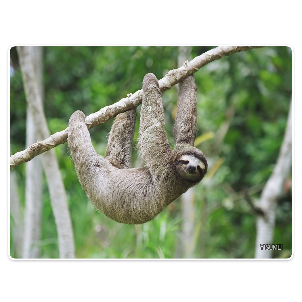 50" x 80" Blanket Comfort Soft Plush Throw for Couch Lovely Tree Sloths Lazy