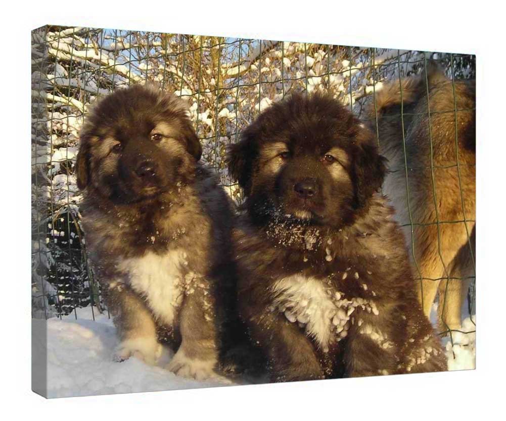 Tableau chiots impression sur toile encadrée cadeau ideal deco - 4