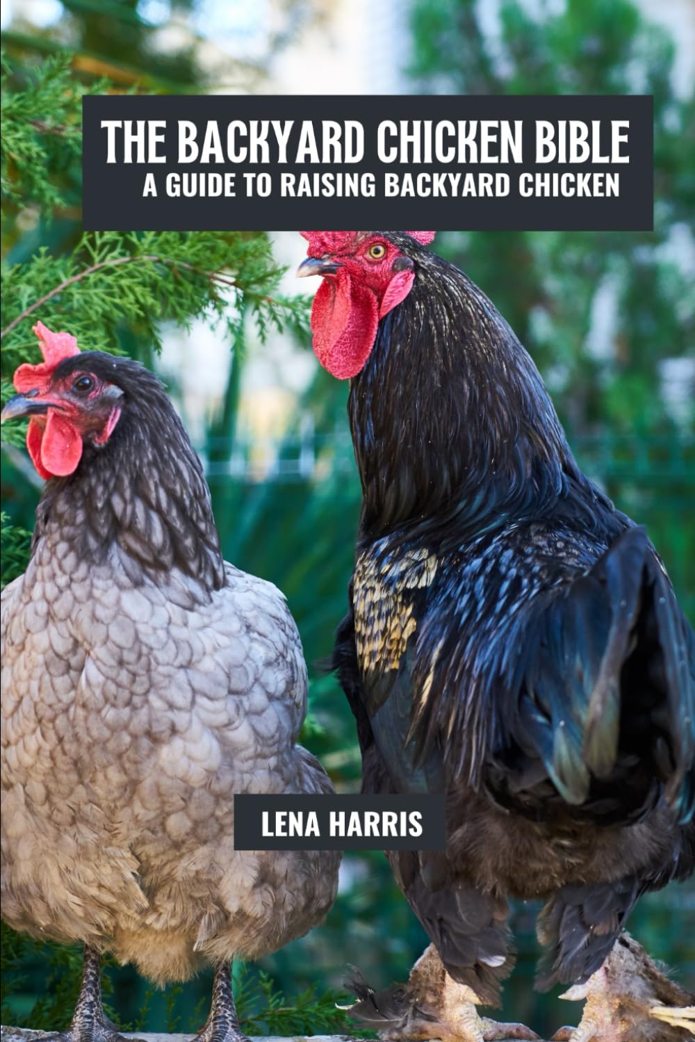 The backyard chicken bible: A guide to raising backyard chicken