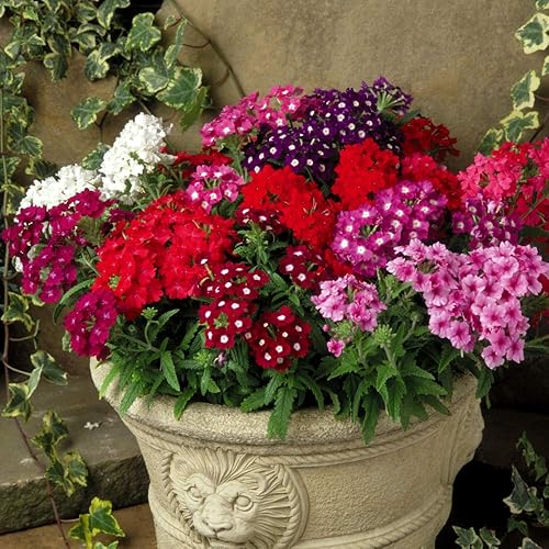Semillas Verbena Hybrid Mix Flores Anuales