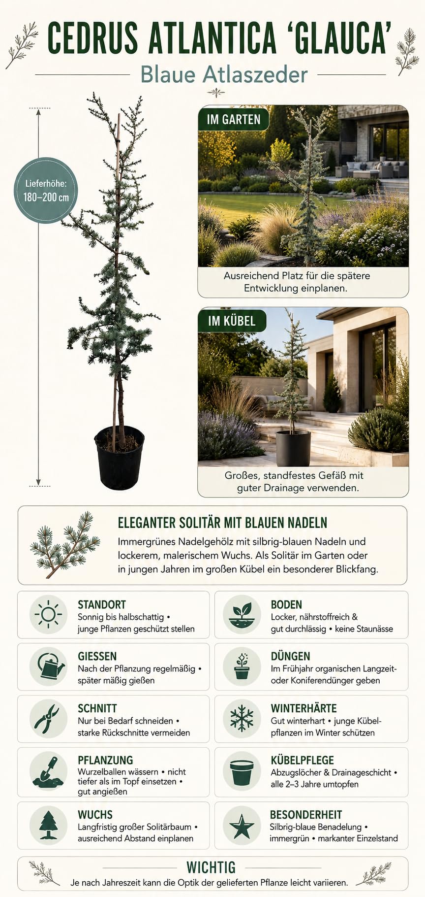 Blaue Atlaszeder ‘Glauca’ 180–200 cm – Cedrus atlantica, winterharter immergrüner Nadelbaum mit blaugrünen Nadeln für Garten, Terrasse und großen Kübel