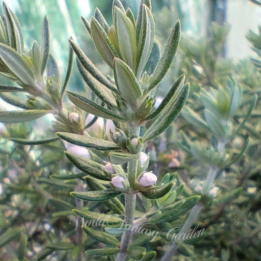 ウエストリンギア　/ 625 ウエストリンギア 緑葉紫花 苗 販売 苗木部 By 花ひろばオンライン