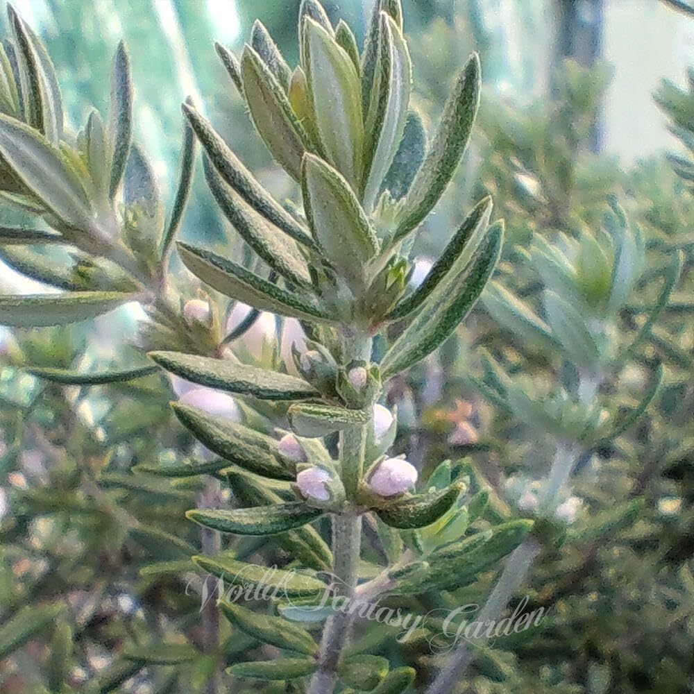 Amazon｜ハッピーガーデン 常緑樹 ウエストリンギア 白花 トピアリー