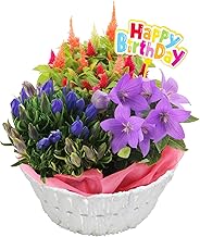 Flower Gift Company Respect for the Aged Day Gift, Flower Gift, Potted Plant, Owl, Respect for the Aged Day Gift, Birthday