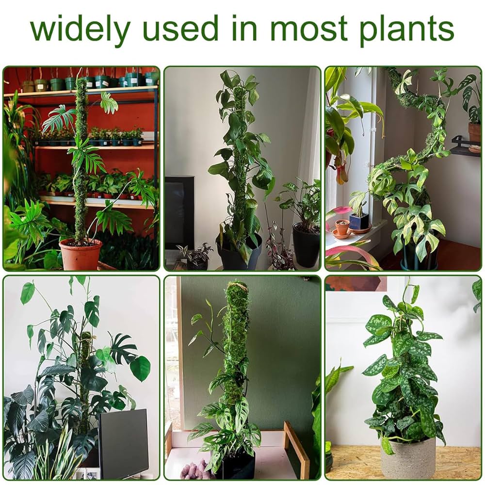 Amazon | Ladruph 園芸支柱 モスポール 3個セット モンステラ